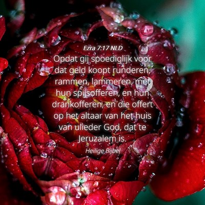 Picture 04 - Ezra 7:17 NLD - Opdat gij spoediglijk voor dat geld koopt - Bible Verse Picture