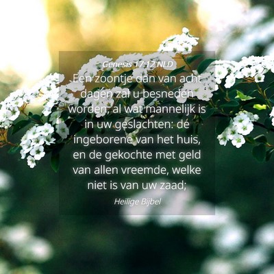 Picture 04 - Genesis 17:12 NLD - Een zoontje dan van acht dagen zal u besneden - Bible Verse Picture