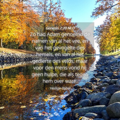 Picture 04 - Genesis 2:20 NLD - Zo had Adam genoemd de namen van al het vee, en - Bible Verse Picture
