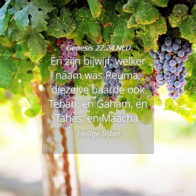 Picture 04 - Genesis 22:24 NLD - En zijn bijwijf, welker naam was Reuma, diezelve - Bible Verse Picture