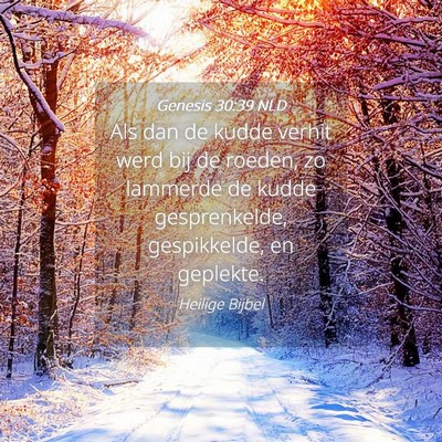 Picture 04 - Genesis 30:39 NLD - Als dan de kudde verhit werd bij de roeden, zo - Bible Verse Picture