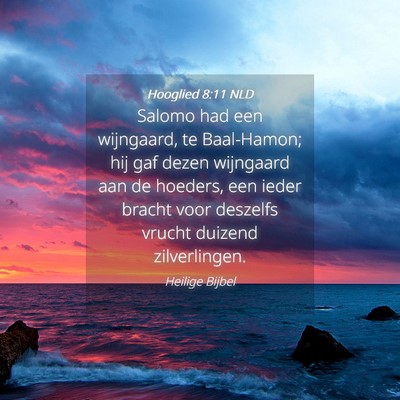 Picture 04 - Hooglied 8:11 NLD - Salomo had een wijngaard, te Baal-Hamon; hij gaf - Bible Verse Picture