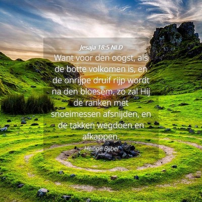 Picture 04 - Jesaja 18:5 NLD - Want voor den oogst, als de botte volkomen is, en - Bible Verse Picture