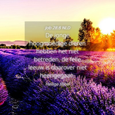Picture 04 - Job 28:8 NLD - De jonge hoogmoedige dieren hebben het niet - Bible Verse Picture