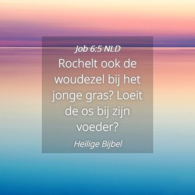 Picture 04 - Job 6:5 NLD - Rochelt ook de woudezel bij het jonge gras? Loeit - Bible Verse Picture