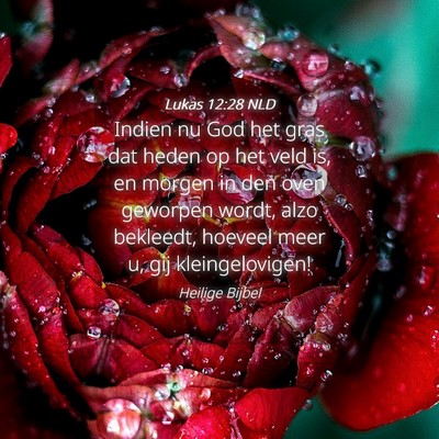 Picture 04 - Lukas 12:28 NLD - Indien nu God het gras dat heden op het veld is, - Bible Verse Picture
