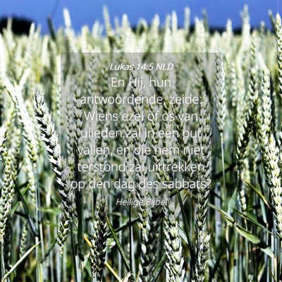 Picture 04 - Lukas 14:5 NLD - En Hij, hun antwoordende, zeide: Wiens ezel of os - Bible Verse Picture