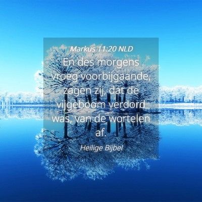 Picture 04 - Markus 11:20 NLD - En des morgens vroeg voorbijgaande, zagen zij, - Bible Verse Picture