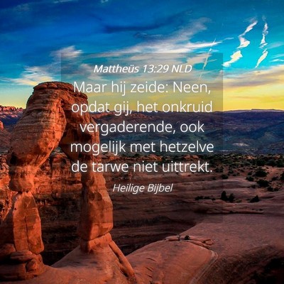 Picture 04 - Mattheüs 13:29 NLD - Maar hij zeide: Neen, opdat gij, het onkruid - Bible Verse Picture