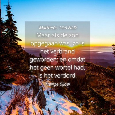 Picture 04 - Mattheüs 13:6 NLD - Maar als de zon opgegaan was, zo is het verbrand - Bible Verse Picture