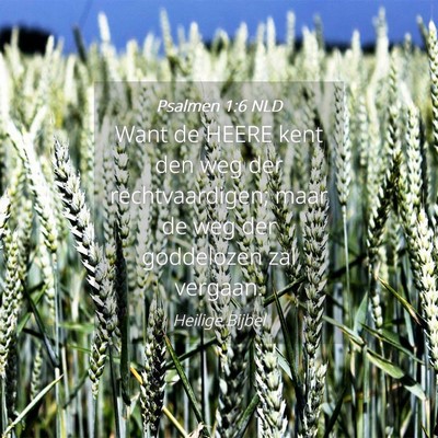 Picture 04 - Psalmen 1:6 NLD - Want de HEERE kent den weg der rechtvaardigen; - Bible Verse Picture