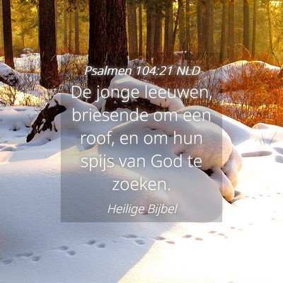 Picture 04 - Psalmen 104:21 NLD - De jonge leeuwen, briesende om een roof, en om - Bible Verse Picture