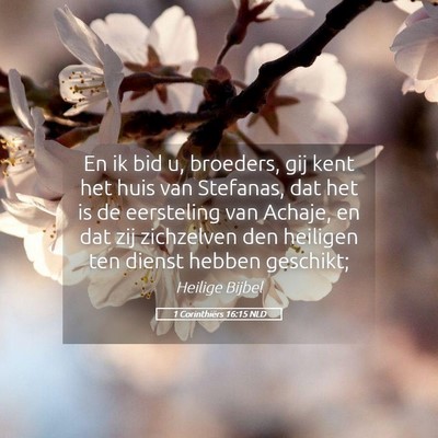 Picture 05 - 1 Corinthiërs 16:15 NLD - En ik bid u, broeders, gij kent het huis van - Bible Verse Picture