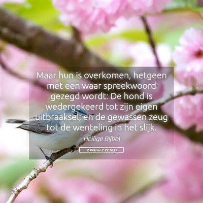Picture 05 - 2 Petrus 2:22 NLD - Maar hun is overkomen, hetgeen met een waar - Bible Verse Picture