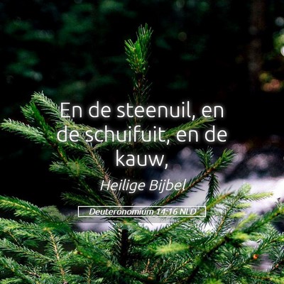 Picture 05 - Deuteronomium 14:16 NLD - En de steenuil, en de schuifuit, en de - Bible Verse Picture