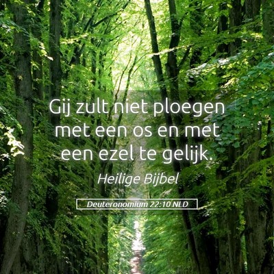 Picture 05 - Deuteronomium 22:10 NLD - Gij zult niet ploegen met een os en met een ezel - Bible Verse Picture