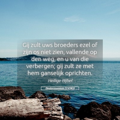 Picture 05 - Deuteronomium 22:4 NLD - Gij zult uws broeders ezel of zijn os niet zien, - Bible Verse Picture