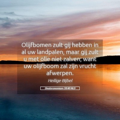 Picture 05 - Deuteronomium 28:40 NLD - Olijfbomen zult gij hebben in al uw landpalen, - Bible Verse Picture