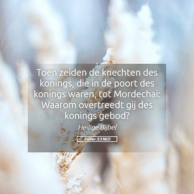 Picture 05 - Esther 3:3 NLD - Toen zeiden de knechten des konings, die in de - Bible Verse Picture
