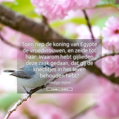 Picture 05 - Exodus 1:18 NLD - Toen riep de koning van Egypte de vroedvrouwen, - Bible Verse Picture
