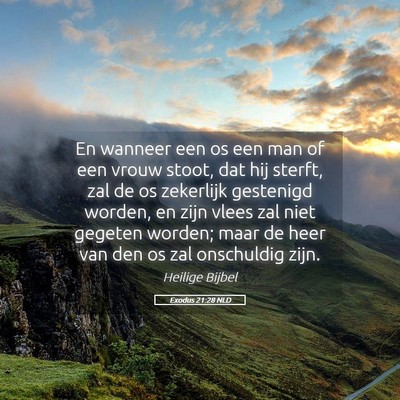 Picture 05 - Exodus 21:28 NLD - En wanneer een os een man of een vrouw stoot, dat - Bible Verse Picture