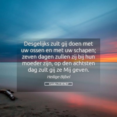 Picture 05 - Exodus 22:30 NLD - Desgelijks zult gij doen met uw ossen en met uw - Bible Verse Picture
