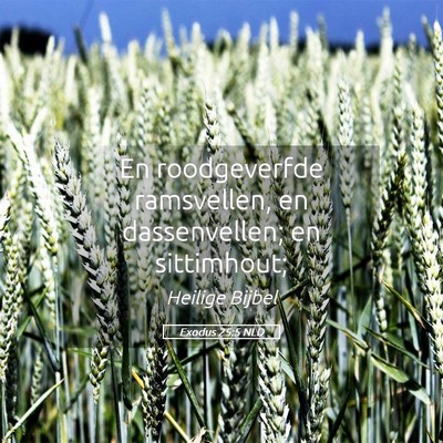 Picture 05 - Exodus 25:5 NLD - En roodgeverfde ramsvellen, en dassenvellen; en - Bible Verse Picture