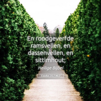 Picture 05 - Exodus 35:7 NLD - En roodgeverfde ramsvellen, en dassenvellen, en - Bible Verse Picture