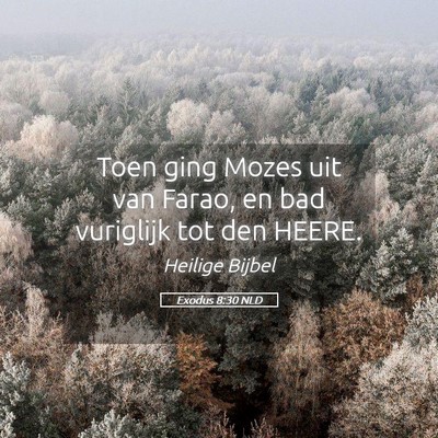 Picture 05 - Exodus 8:30 NLD - Toen ging Mozes uit van Farao, en bad vuriglijk - Bible Verse Picture