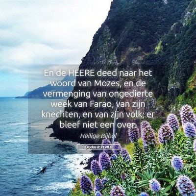 Picture 05 - Exodus 8:31 NLD - En de HEERE deed naar het woord van Mozes, en de - Bible Verse Picture