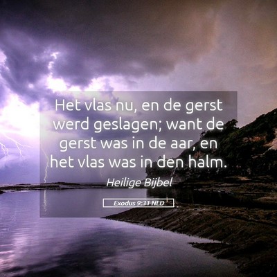 Picture 05 - Exodus 9:31 NLD - Het vlas nu, en de gerst werd geslagen; want de - Bible Verse Picture