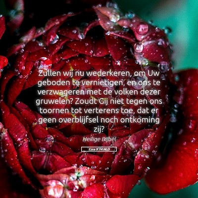 Picture 05 - Ezra 9:14 NLD - Zullen wij nu wederkeren, om Uw geboden te - Bible Verse Picture
