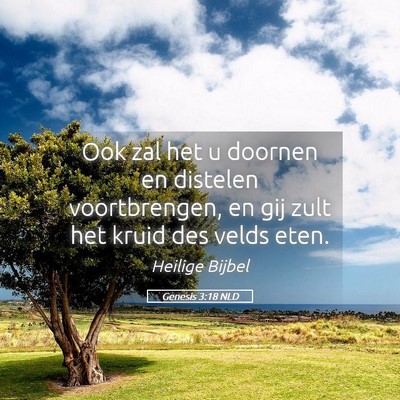 Picture 05 - Genesis 3:18 NLD - Ook zal het u doornen en distelen voortbrengen, - Bible Verse Picture