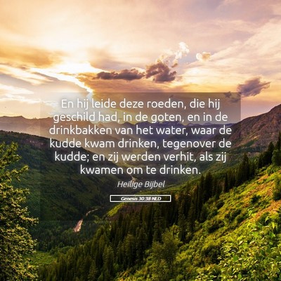 Picture 05 - Genesis 30:38 NLD - En hij leide deze roeden, die hij geschild had, - Bible Verse Picture