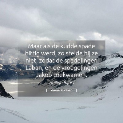 Picture 05 - Genesis 30:42 NLD - Maar als de kudde spade hittig werd, zo stelde - Bible Verse Picture