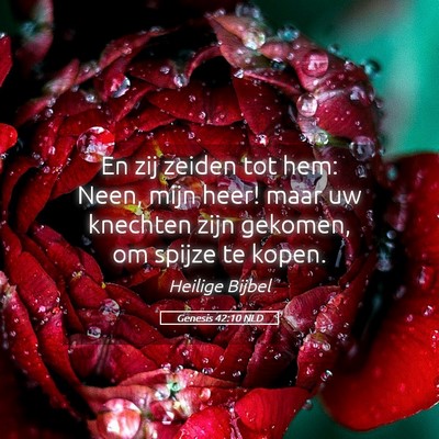 Picture 05 - Genesis 42:10 NLD - En zij zeiden tot hem: Neen, mijn heer! maar uw - Bible Verse Picture