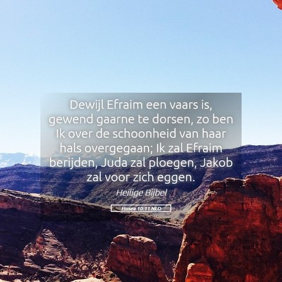 Picture 05 - Hosea 10:11 NLD - Dewijl Efraim een vaars is, gewend gaarne te - Bible Verse Picture