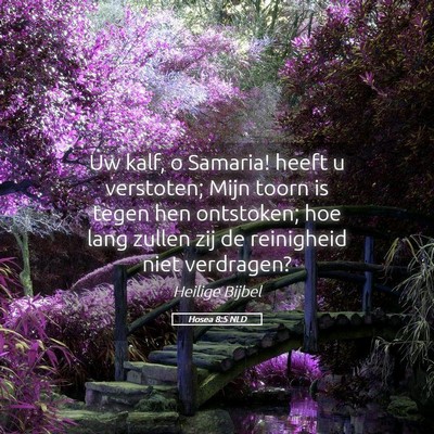 Picture 05 - Hosea 8:5 NLD - Uw kalf, o Samaria! heeft u verstoten; Mijn toorn - Bible Verse Picture