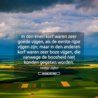 Picture 05 - Jeremia 24:2 NLD - In den enen korf waren zeer goede vijgen, als de - Bible Verse Picture