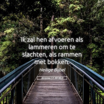 Picture 05 - Jeremia 51:40 NLD - Ik zal hen afvoeren als lammeren om te slachten, - Bible Verse Picture