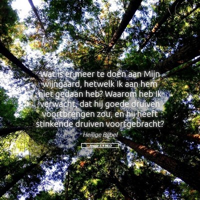 Picture 05 - Jesaja 5:4 NLD - Wat is er meer te doen aan Mijn wijngaard, - Bible Verse Picture