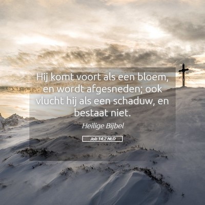 Picture 05 - Job 14:2 NLD - Hij komt voort als een bloem, en wordt - Bible Verse Picture