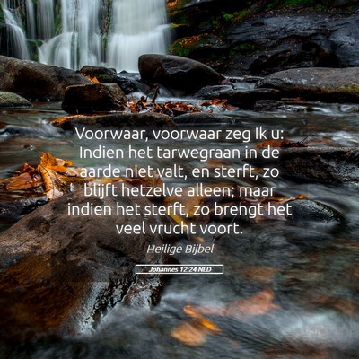 Picture 05 - Johannes 12:24 NLD - Voorwaar, voorwaar zeg Ik u: Indien het - Bible Verse Picture