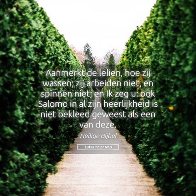 Picture 05 - Lukas 12:27 NLD - Aanmerkt de lelien, hoe zij wassen; zij arbeiden - Bible Verse Picture