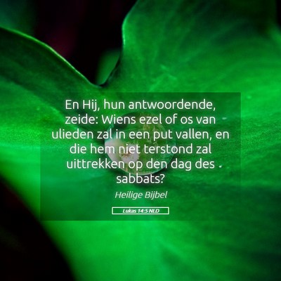 Picture 05 - Lukas 14:5 NLD - En Hij, hun antwoordende, zeide: Wiens ezel of os - Bible Verse Picture