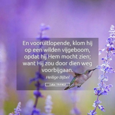 Picture 05 - Lukas 19:4 NLD - En vooruitlopende, klom hij op een wilden - Bible Verse Picture