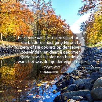 Picture 05 - Markus 11:13 NLD - En ziende van verre een vijgeboom, die bladeren - Bible Verse Picture