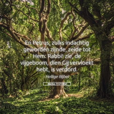 Picture 05 - Markus 11:21 NLD - En Petrus, zulks indachtig geworden zijnde, zeide - Bible Verse Picture