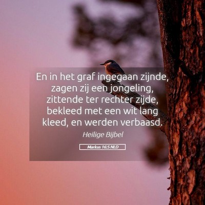 Picture 05 - Markus 16:5 NLD - En in het graf ingegaan zijnde, zagen zij een - Bible Verse Picture