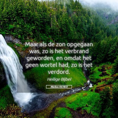 Picture 05 - Markus 4:6 NLD - Maar als de zon opgegaan was, zo is het verbrand - Bible Verse Picture